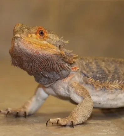 Puff, Clinic Mascot